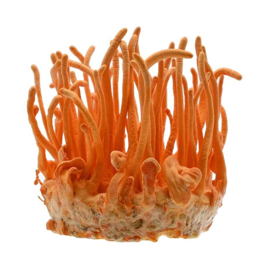 Cordyceps militaris fruiting body — export-grade functional mushroom ingredient
