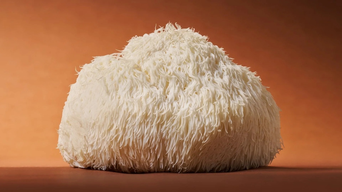 Lion's Mane (Hericium erinaceus) bulk ingredient for nootropic supplements