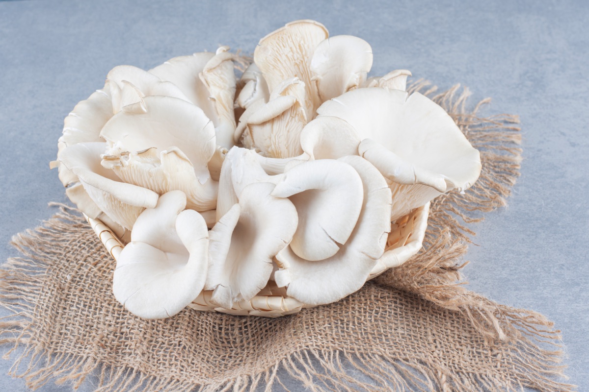 Oyster mushroom (Pleurotus) bulk supply — pearl, pink, blue and king
