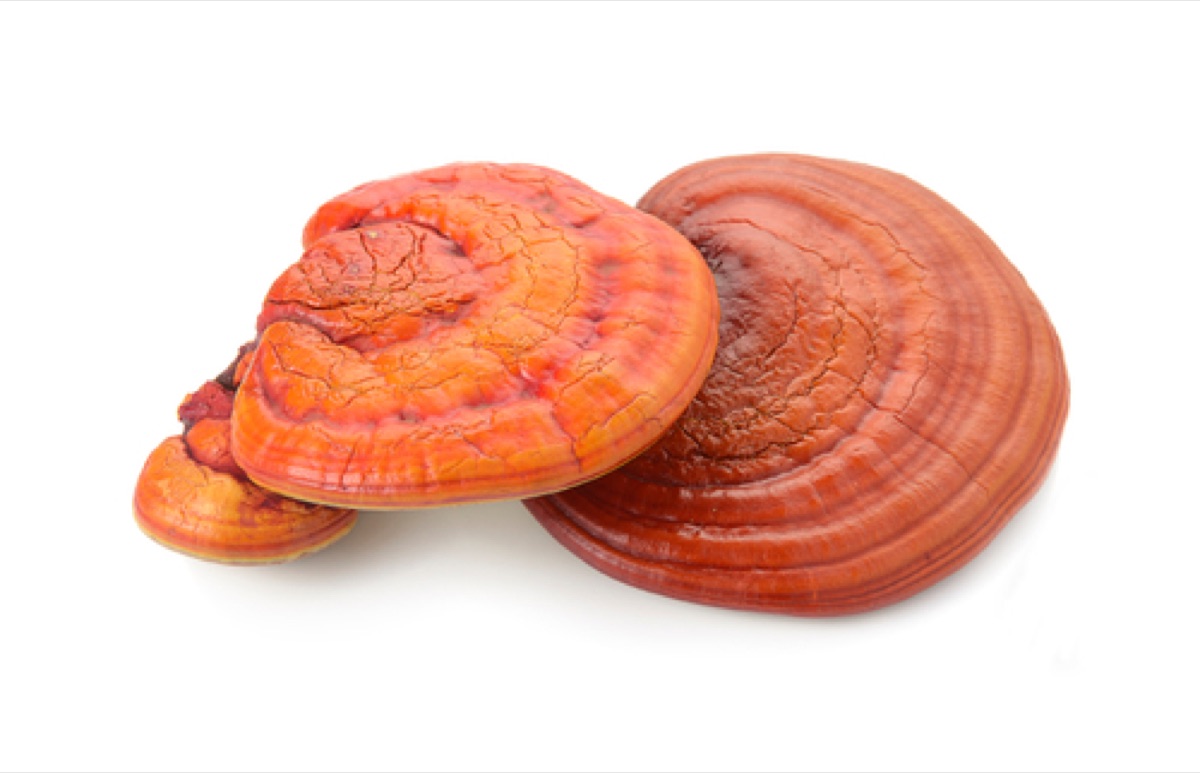 Reishi (Ganoderma lucidum) extract and CO₂ spore oil — bulk supply